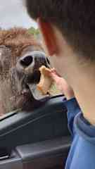 Feeding the animals at the Olympic Game Farm.