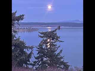 A beautiful moonrise with an Eagle in the tree in front of our home.
