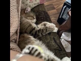 Cuddles w/ Gerri in Saginaw, MI