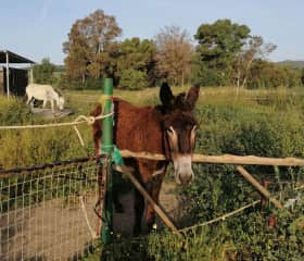 Luna (the whiteish one) is about 15 years old. Seca is her mother and about 27.