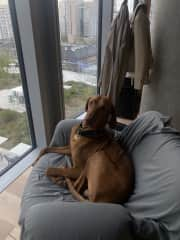 Gin Vizsla being an absolute king