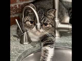 He loves to wait for water to drip... long waits here.