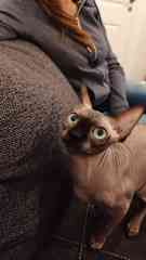 Venom is a cat from couple of friend in Berlin.