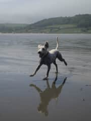 Chester on his favourite beach