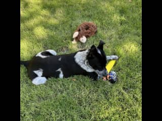 Louie loves his toys and entertains himself! He’s very easily distracted!