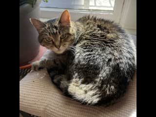 This is her new favorite spot. She’s on a cushion in the south bedroom in the sun.