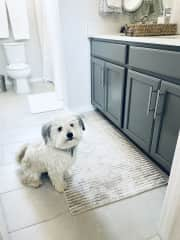 Blue showing off the guest bathroom.