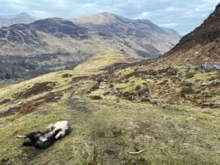 This is Milly on her back in one of our exceptional views. She likes a swim and then drying off on the grass.