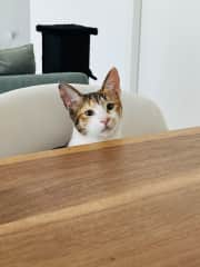 She does sometimes look at you across the table when you are having dinner like ‘where is mine?’