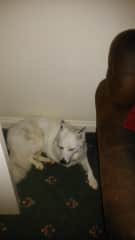 Sneachta ( snow )is 10 .  Lots of fun , loves the outdoors . She loves her walks on lead....she loves to bark at the postman !!!!