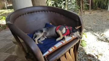 Napping at Mel's Social Club while dad plays the saxophone