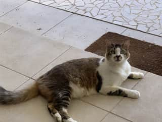 Carl prefers to be outside. He has no use for the other cats, but he likes humans.