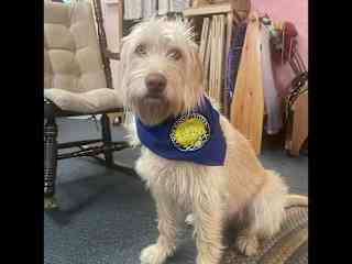 Hazel at school. She is a certified Canine Good Citizen through the American Kennel Club.