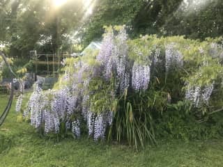 Wisteria