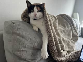 Spice is shy at first, but is very silly and affectionate after she warms up and loves to be pet.