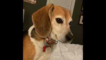 Hi, I’m Jelly Bean. I do have some anxiety. I don’t like thunder, young children who are excited (I try to get away), and young pups who like to jump around me. It makes me nervous. I’m a happy dog, but you can tell I have some anxiety.