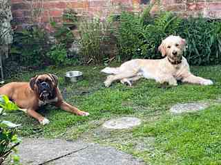 Bobbi and Dougie are best friends, Both dogs are affectionate and friendly with everyone, each other and other dogs.