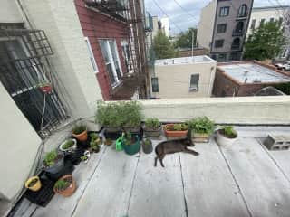 The roof terrace with last summer's garden and dog loaf
