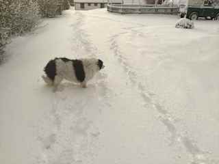 Tess in the snow…we don’t often get much!