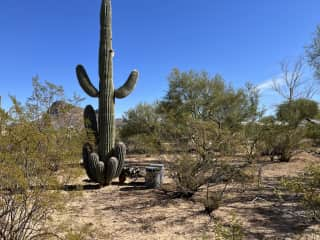 Looking northeast in back yard