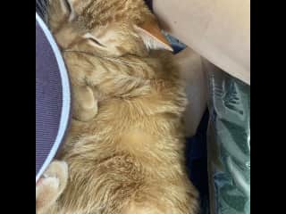 She is a hefty chunk cat.