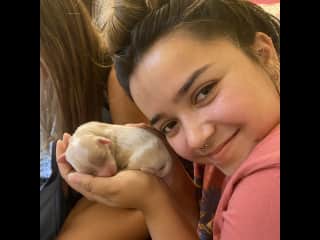 new puppies