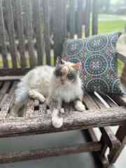 Sunning on the porch