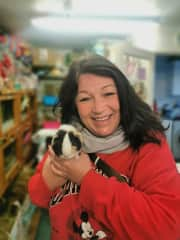 Here is Gizmo the Guinea Pig considering which Spotify playlist he wants to listen to on his 200 mile round trip for some dental work. On this occasion he chose 80's soft rock with a preference for Air Supply!