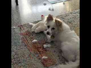 Turk killing his toy.