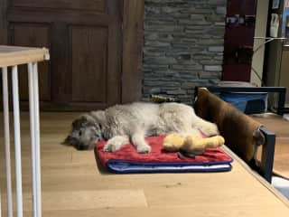 Fitz on his bed in kitchen