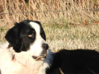 Charley a Turkish Shepherd