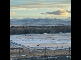 View out the front window - lots of wildlife!