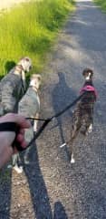 A good walk with the whippets