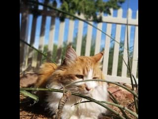 A day lizard watching