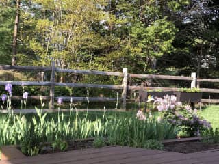 Backyard garden, irises and lilacs