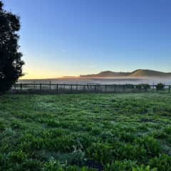 Back pasture