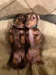 Daffy (left) and brother Mothy