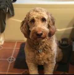 Trigger is our spunky pup who loves to play. He’s our Toy’R Us kid who will be a puppy at heart forever. He’s goofy and always keeps up laughing and loved everyone he meets.