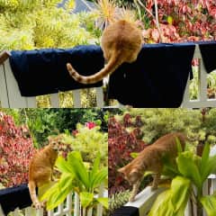Looking for geckos to bring you...