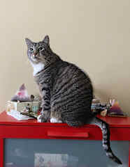 Sashimi aka Sashi aka Lover Boy is my miniature snow tiger.