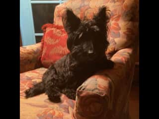 Licorice is attentive and people-centered!