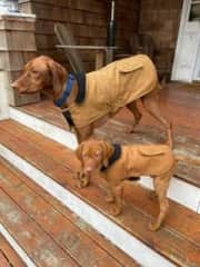 Ellie and Riley on the front porch about to go get the newspaper