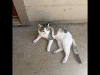 Athena is friendly and sweet. She loves to hunt and play.