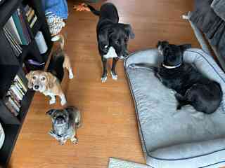 Our pups with Isla and Gracie in Maryland. We had a lovely Christmas with these beautiful girls!