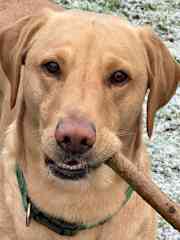 Always has a stick