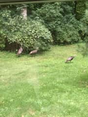 Wild turkeys having lunch.