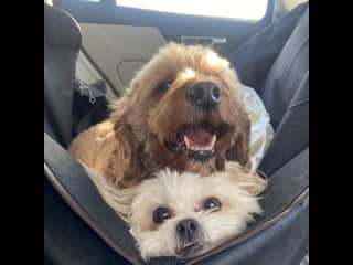 Double-decker with Pip in the car