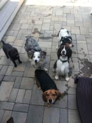Some of the &#8216;guests&#8217; at our Petsitting business