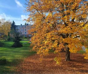 Garden in autumn