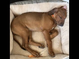 3 month old Rose